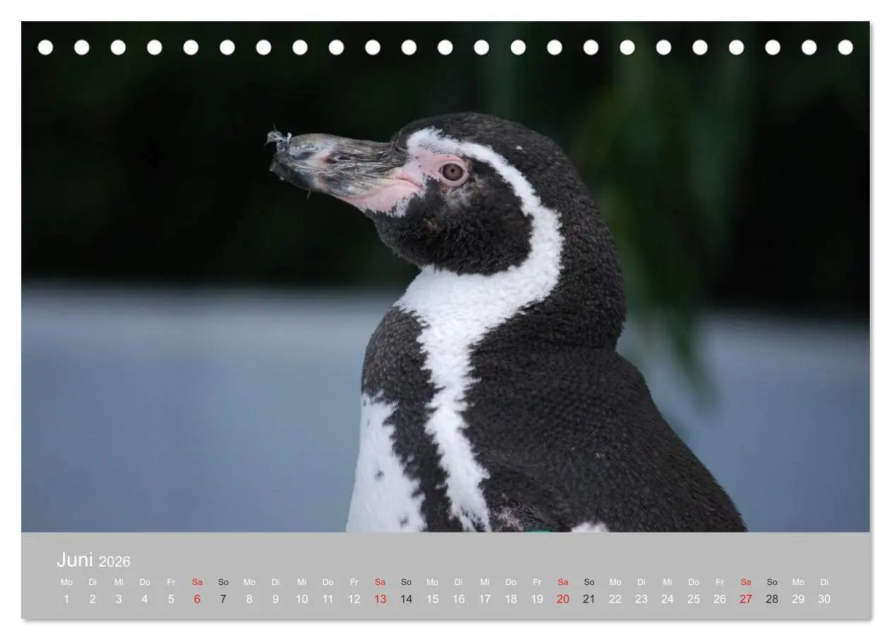 Bild: 9783516183580 | Pinguine 2026 (Tischkalender 2026 DIN A5 quer), CALVENDO...