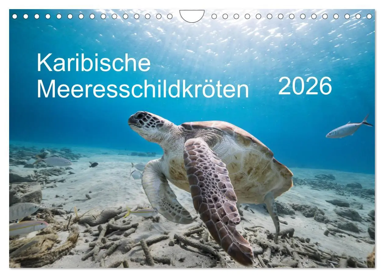 Cover: 9783457843680 | Karibische Meeresschildkröten (Wandkalender 2026 DIN A4 quer),...