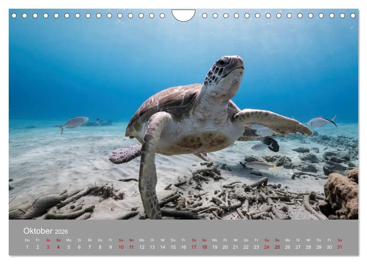 Bild: 9783457843680 | Karibische Meeresschildkröten (Wandkalender 2026 DIN A4 quer),...