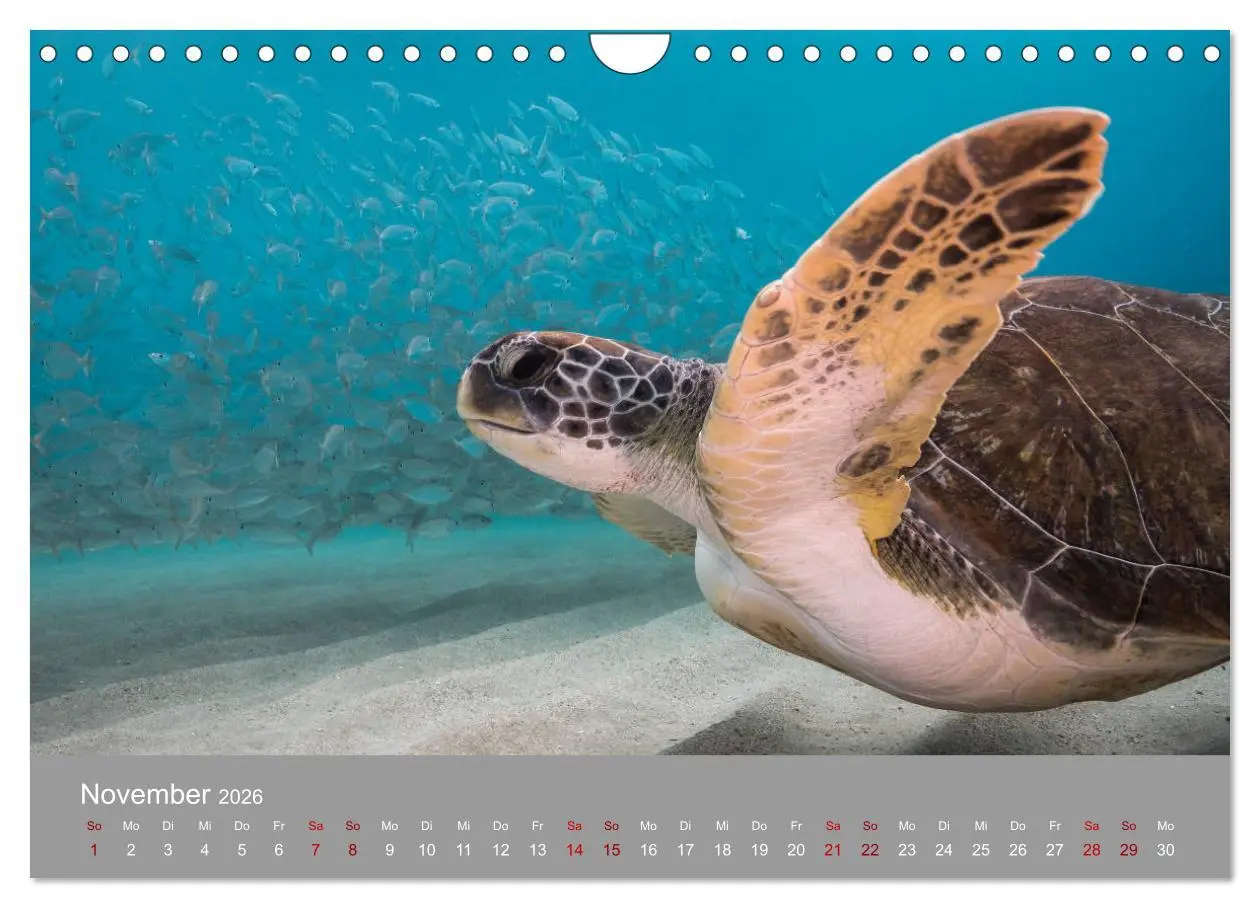 Bild: 9783457843680 | Karibische Meeresschildkröten (Wandkalender 2026 DIN A4 quer),...