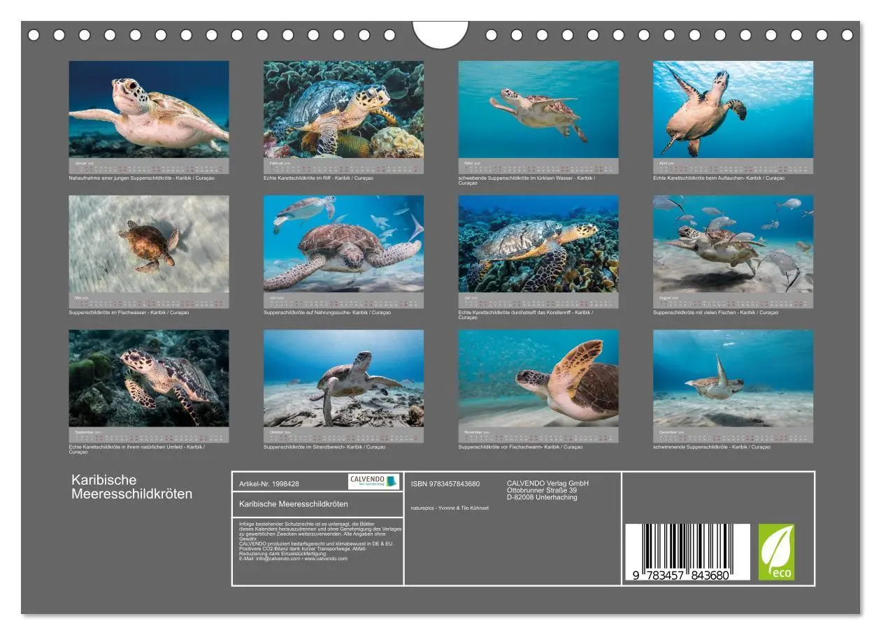 Bild: 9783457843680 | Karibische Meeresschildkröten (Wandkalender 2026 DIN A4 quer),...