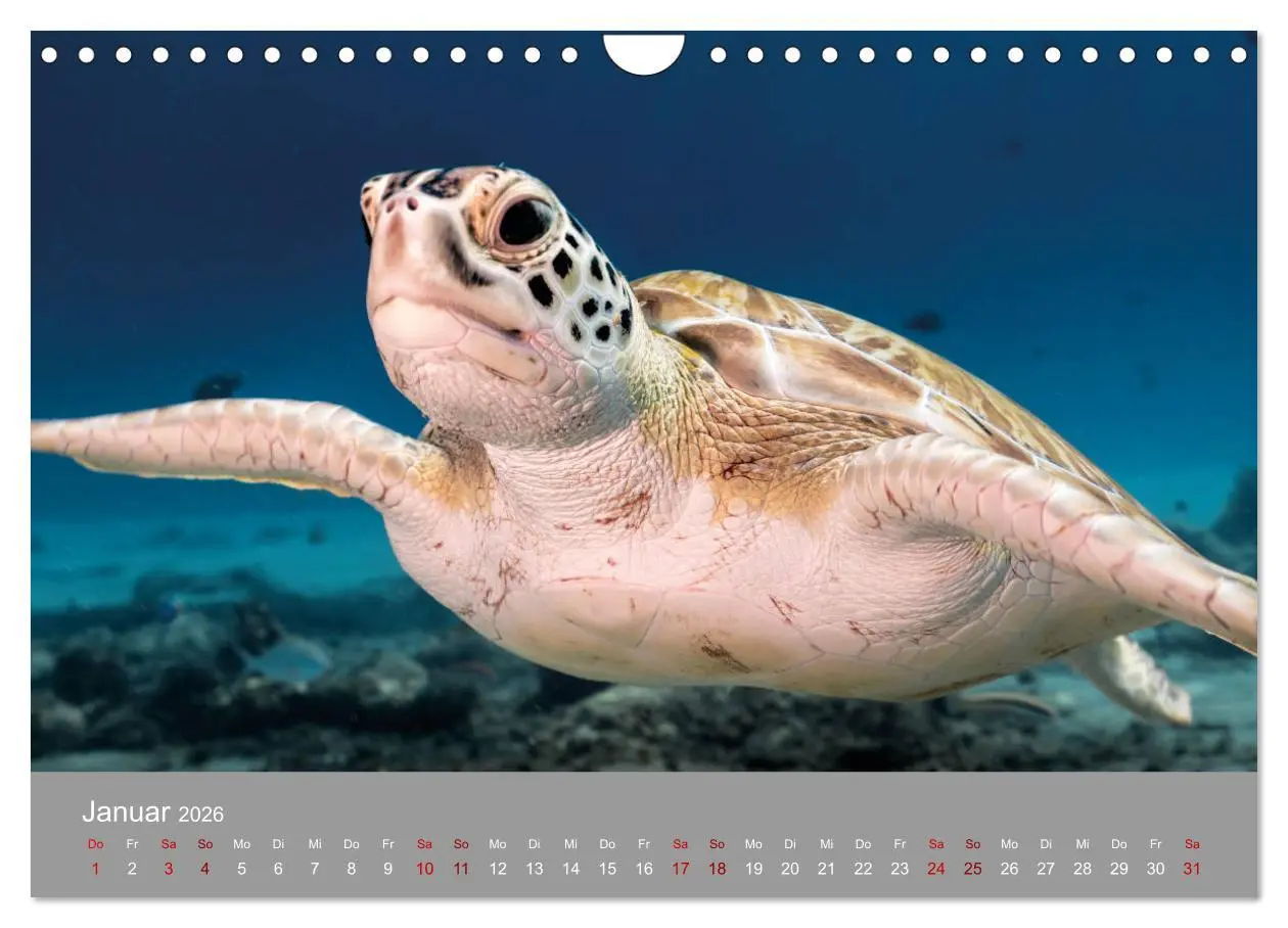 Bild: 9783457843680 | Karibische Meeresschildkröten (Wandkalender 2026 DIN A4 quer),...