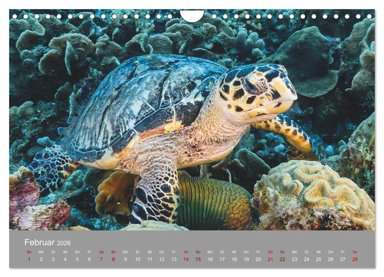 Bild: 9783457843680 | Karibische Meeresschildkröten (Wandkalender 2026 DIN A4 quer),...