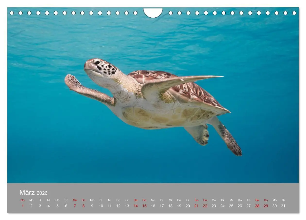 Bild: 9783457843680 | Karibische Meeresschildkröten (Wandkalender 2026 DIN A4 quer),...