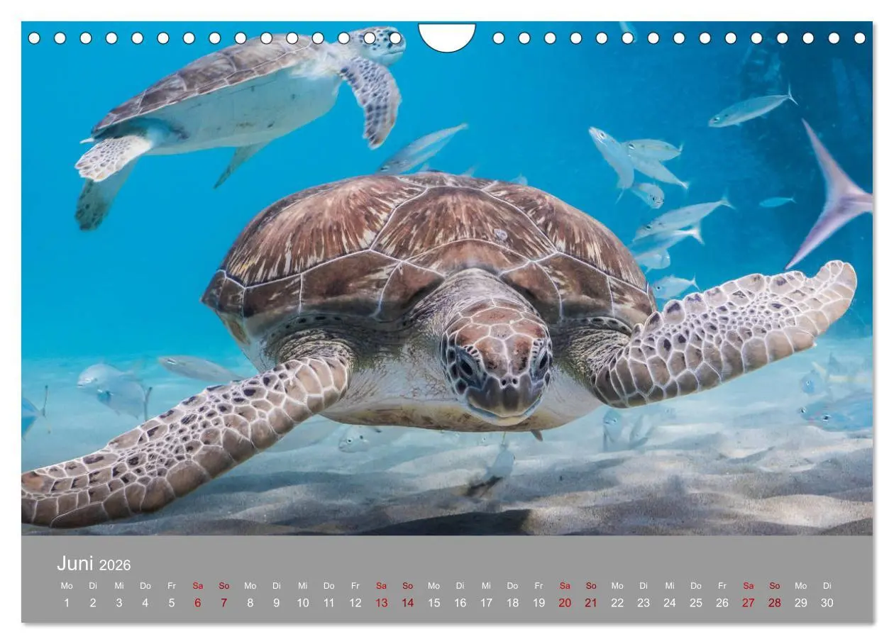 Bild: 9783457843680 | Karibische Meeresschildkröten (Wandkalender 2026 DIN A4 quer),...