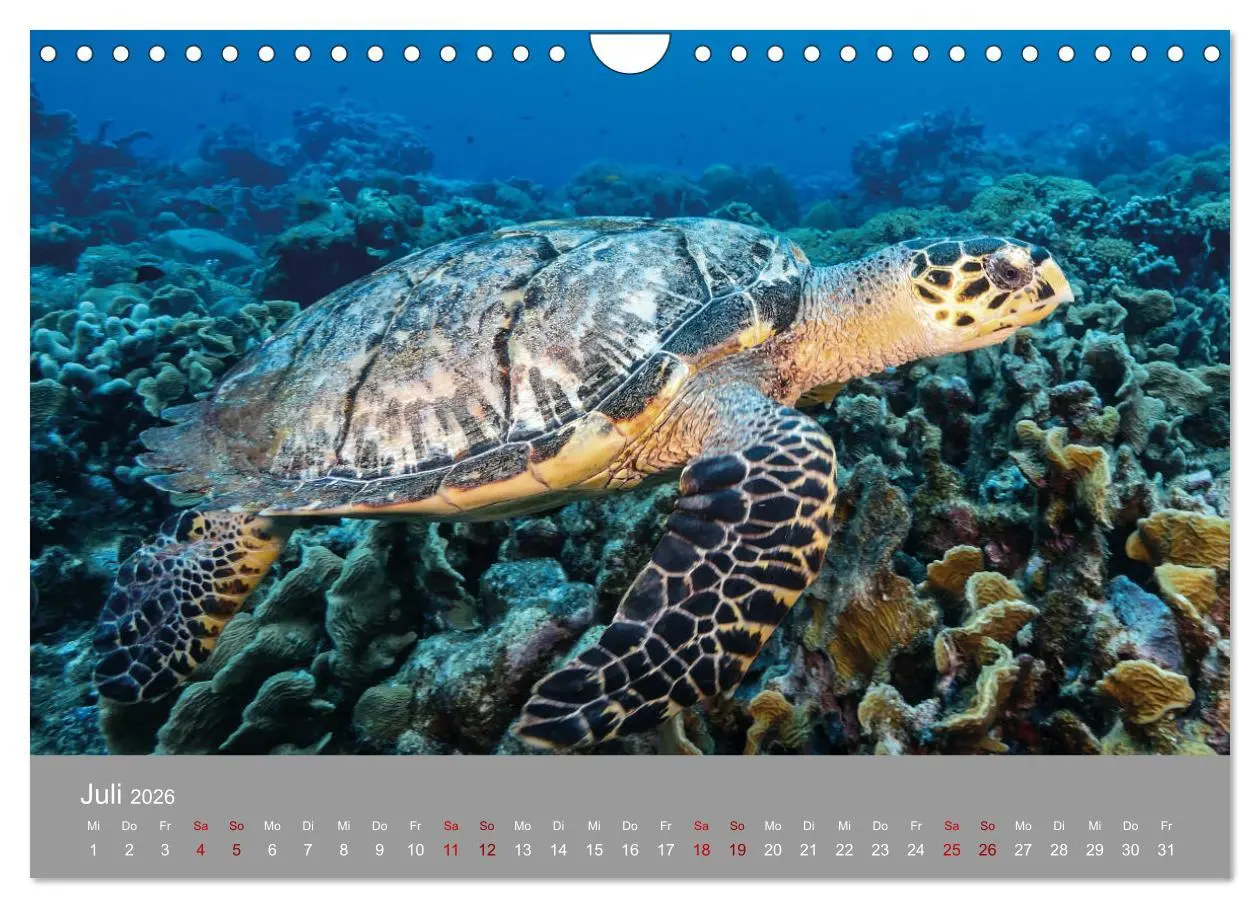 Bild: 9783457843680 | Karibische Meeresschildkröten (Wandkalender 2026 DIN A4 quer),...