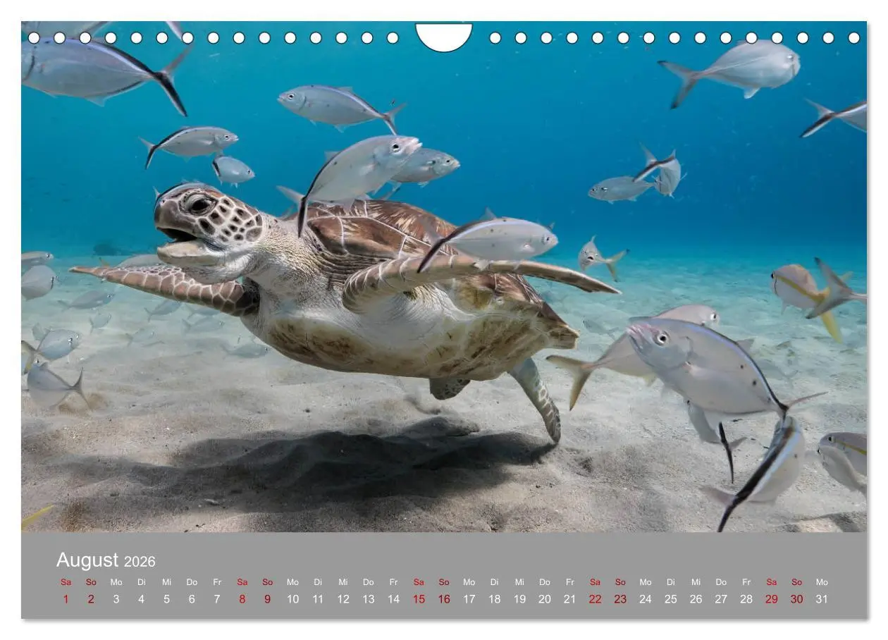 Bild: 9783457843680 | Karibische Meeresschildkröten (Wandkalender 2026 DIN A4 quer),...