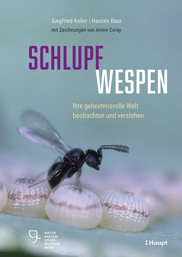 Cover: 9783258083780 | Schlupfwespen | Ihre geheimnisvolle Welt beobachten und verstehen