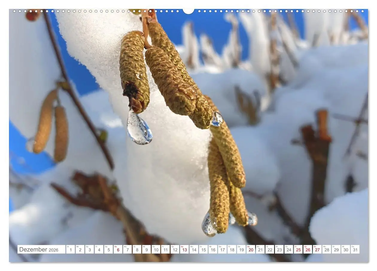 Bild: 9783457383780 | Das Leben der Haselnuss (hochwertiger Premium Wandkalender 2026 DIN...