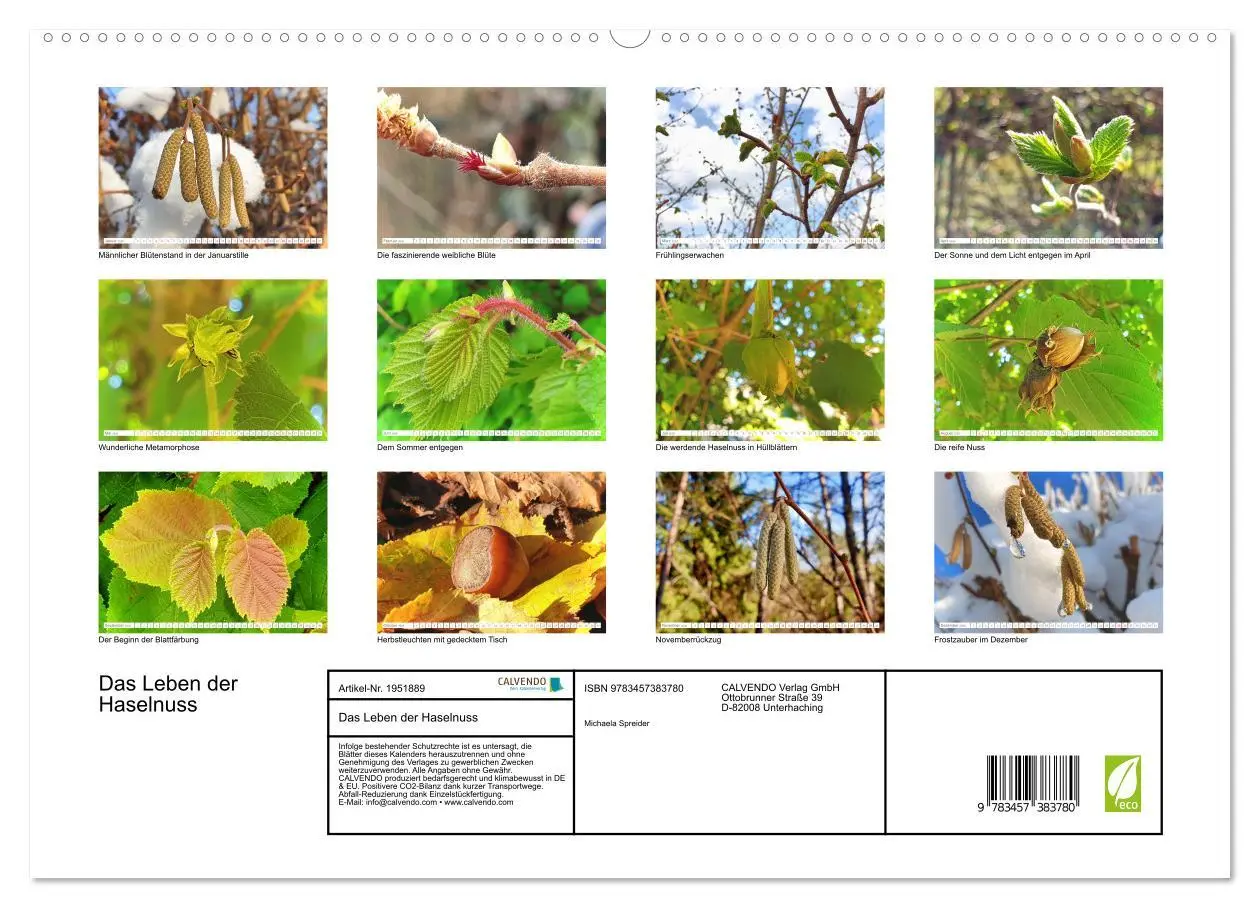 Bild: 9783457383780 | Das Leben der Haselnuss (hochwertiger Premium Wandkalender 2026 DIN...