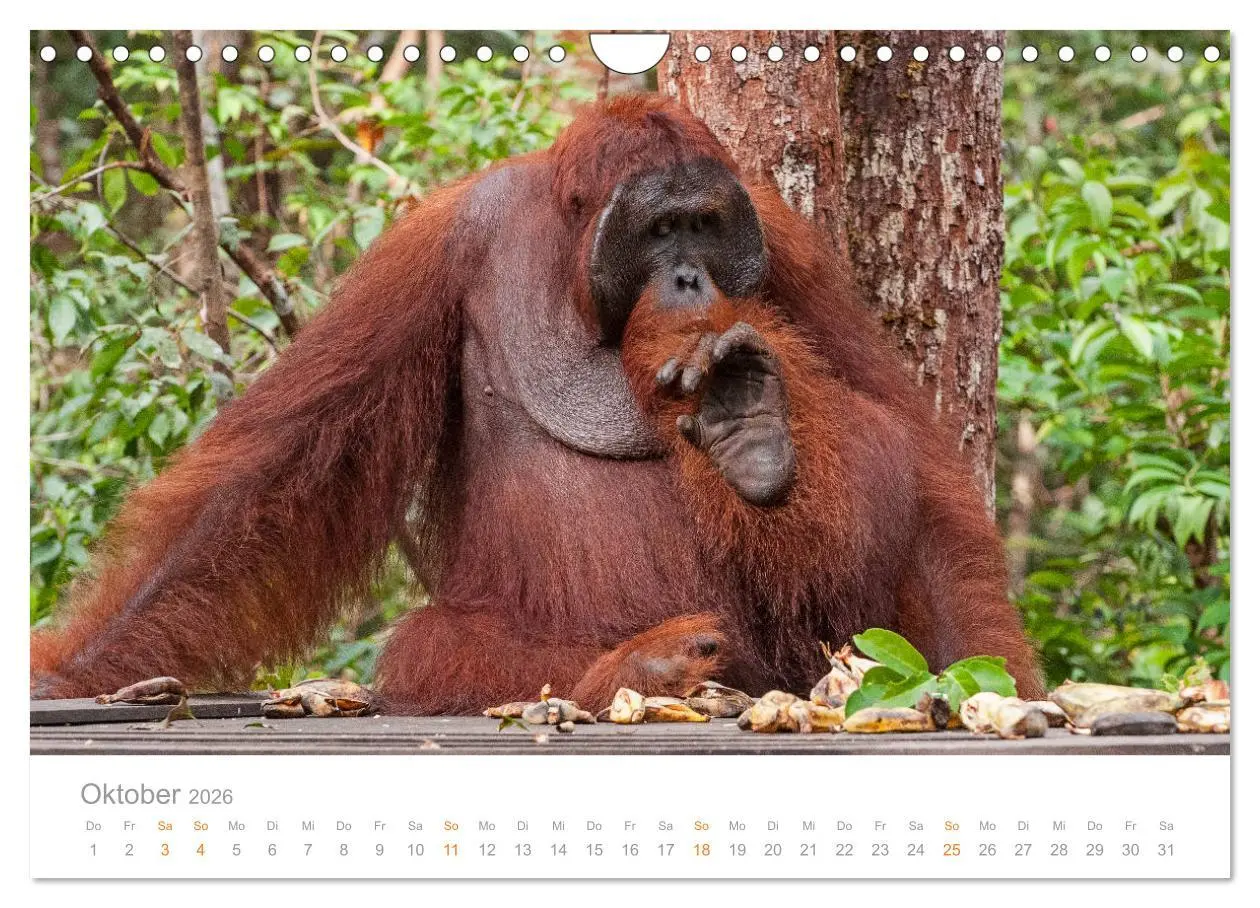 Bild: 9783457833780 | Orang-Utans Menschenaffen auf Borneo (Wandkalender 2026 DIN A4...