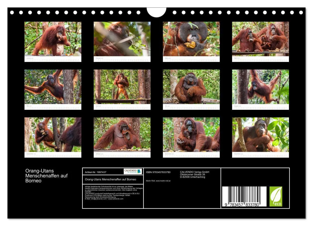 Bild: 9783457833780 | Orang-Utans Menschenaffen auf Borneo (Wandkalender 2026 DIN A4...