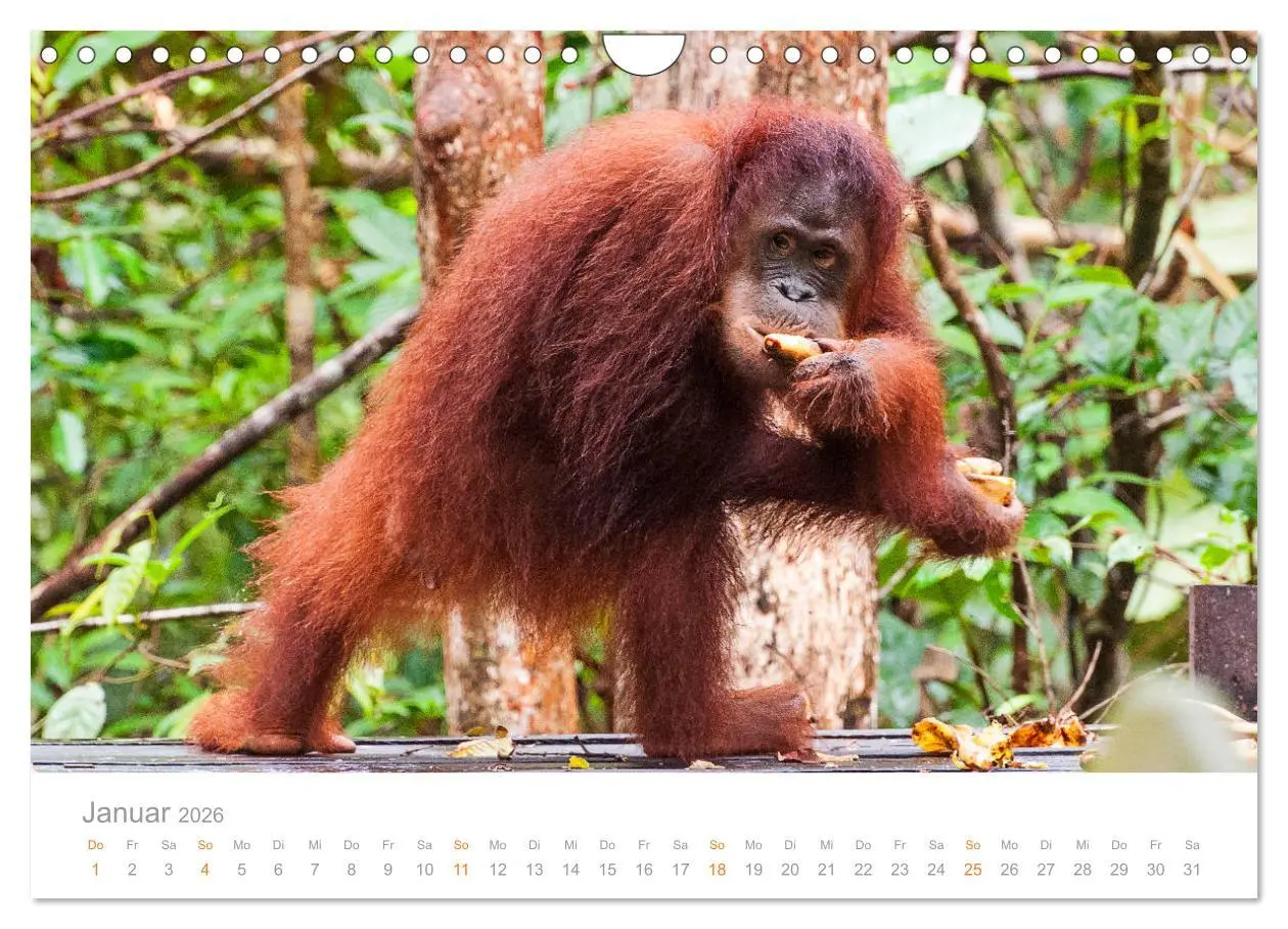 Bild: 9783457833780 | Orang-Utans Menschenaffen auf Borneo (Wandkalender 2026 DIN A4...