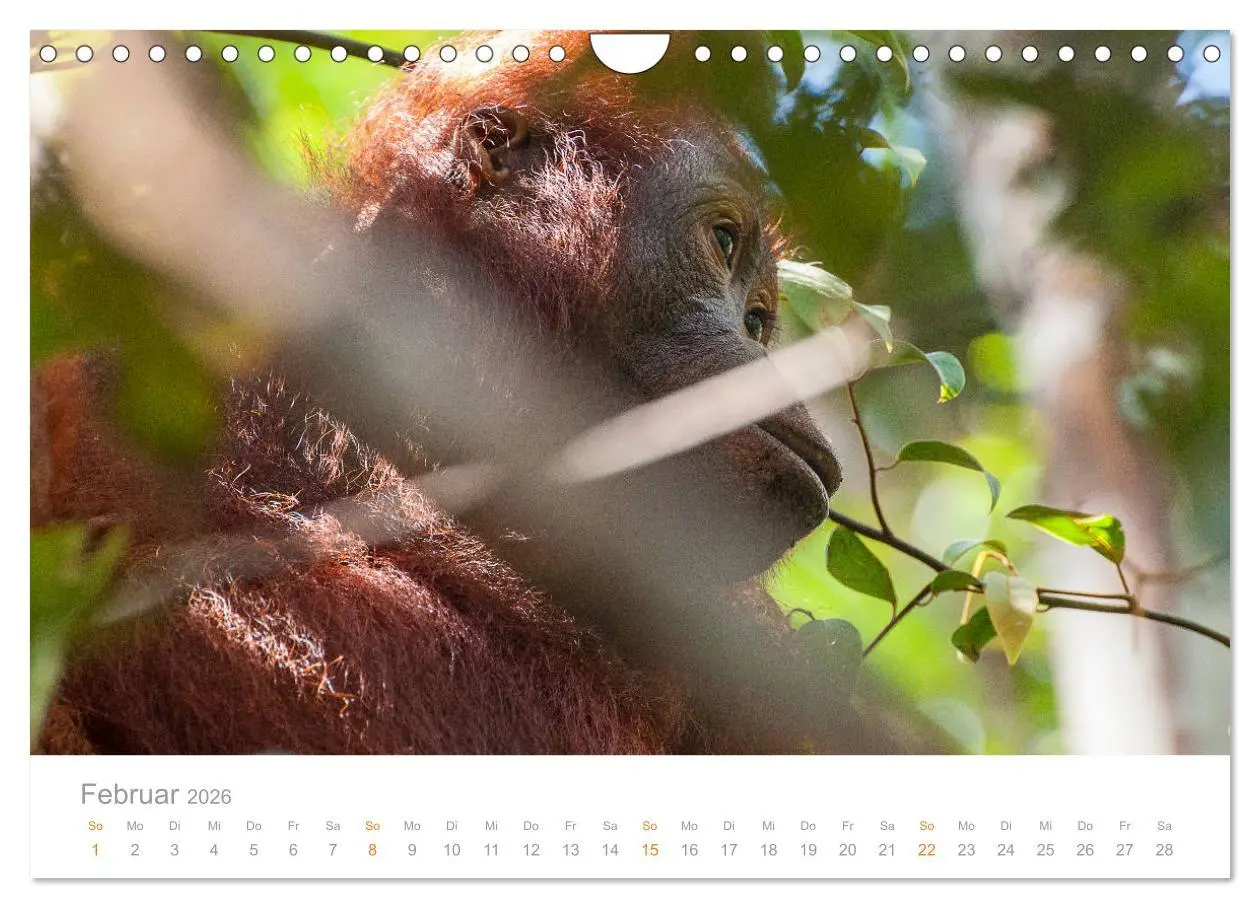 Bild: 9783457833780 | Orang-Utans Menschenaffen auf Borneo (Wandkalender 2026 DIN A4...