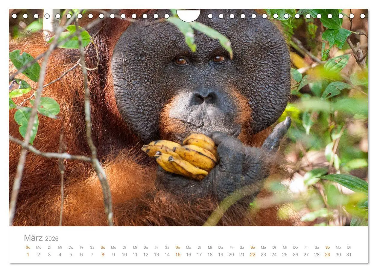 Bild: 9783457833780 | Orang-Utans Menschenaffen auf Borneo (Wandkalender 2026 DIN A4...