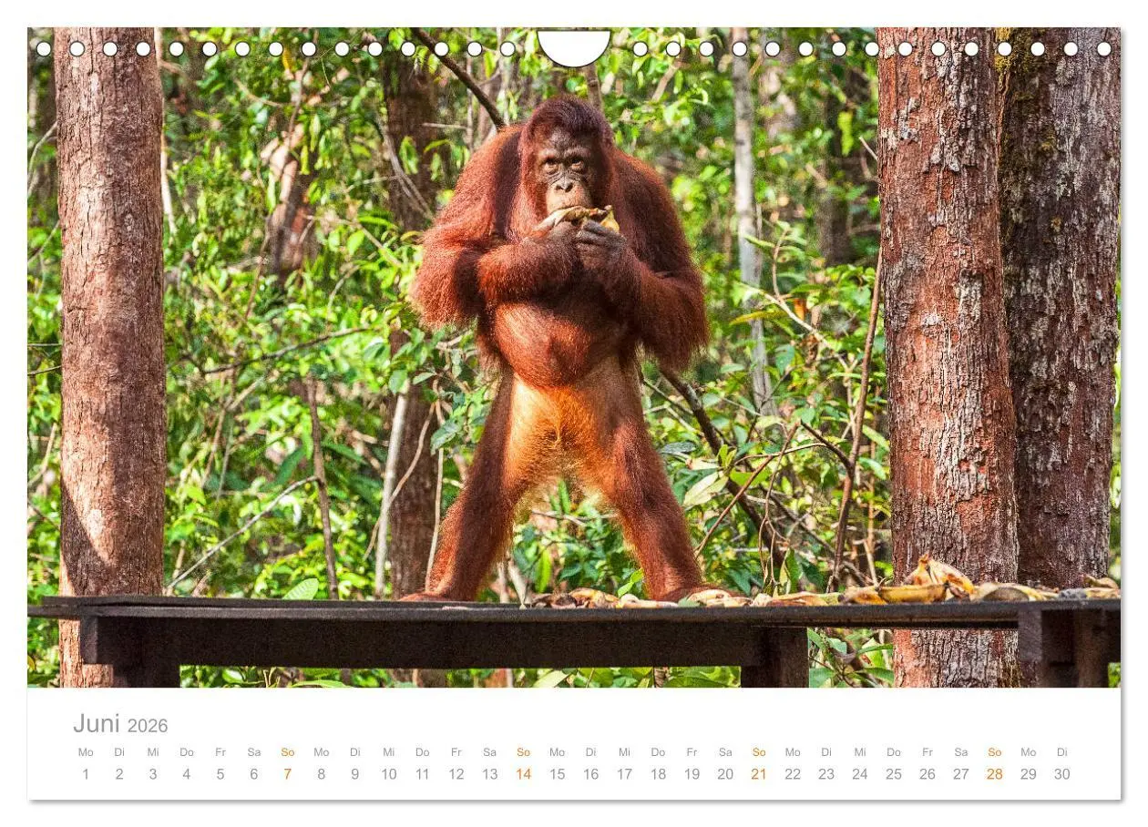Bild: 9783457833780 | Orang-Utans Menschenaffen auf Borneo (Wandkalender 2026 DIN A4...