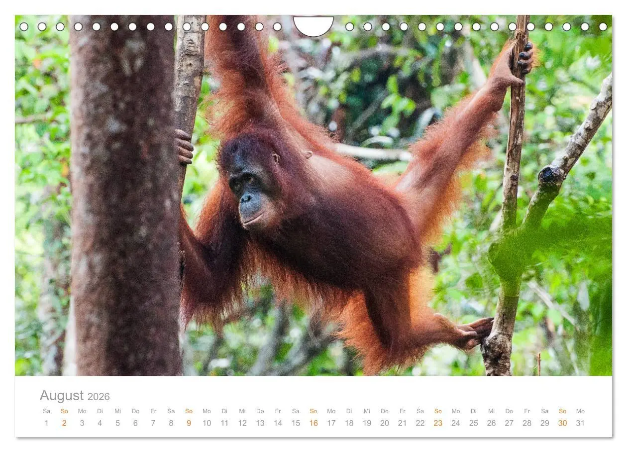 Bild: 9783457833780 | Orang-Utans Menschenaffen auf Borneo (Wandkalender 2026 DIN A4...