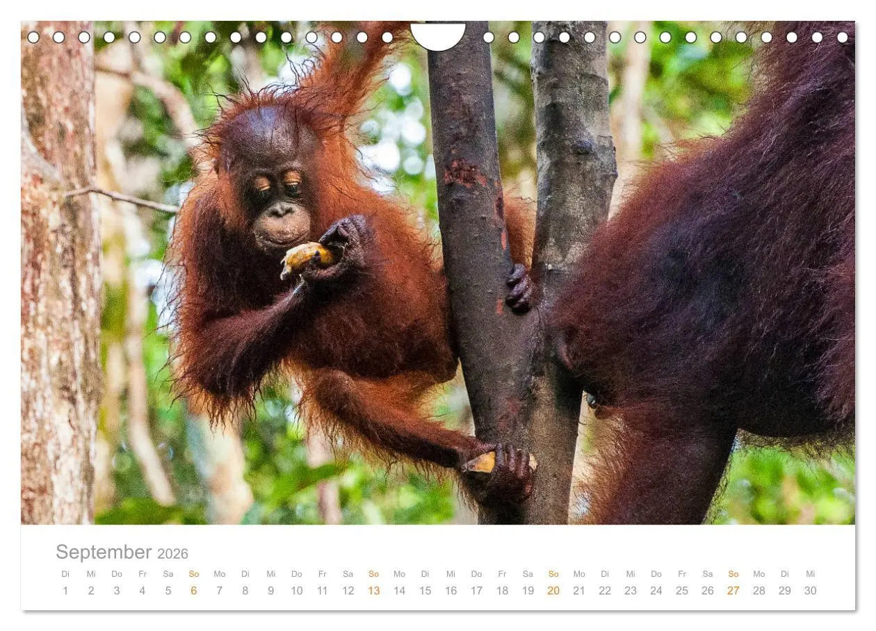 Bild: 9783457833780 | Orang-Utans Menschenaffen auf Borneo (Wandkalender 2026 DIN A4...
