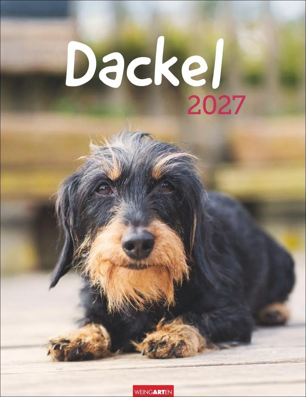 Cover: 9783839903780 | Dackel Kalender 2027 | Kalender | Tierkalender Weingarten | 14 S.