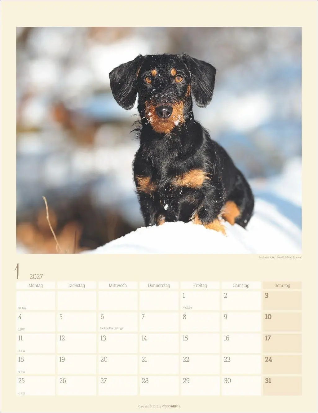Bild: 9783839903780 | Dackel Kalender 2027 | Kalender | Tierkalender Weingarten | 14 S.