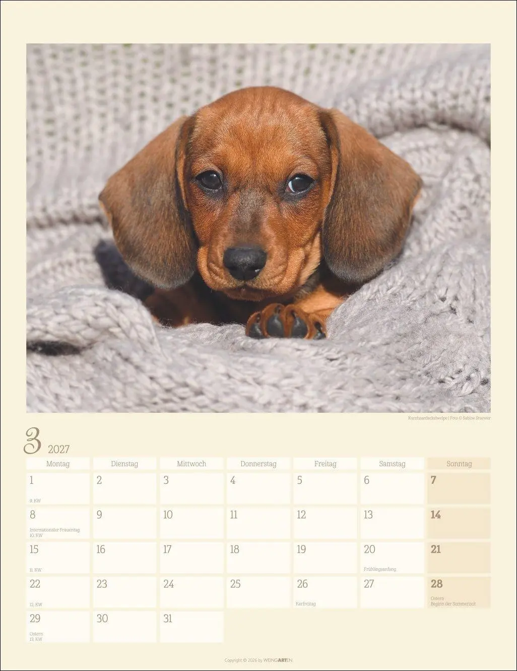 Bild: 9783839903780 | Dackel Kalender 2027 | Kalender | Tierkalender Weingarten | 14 S.