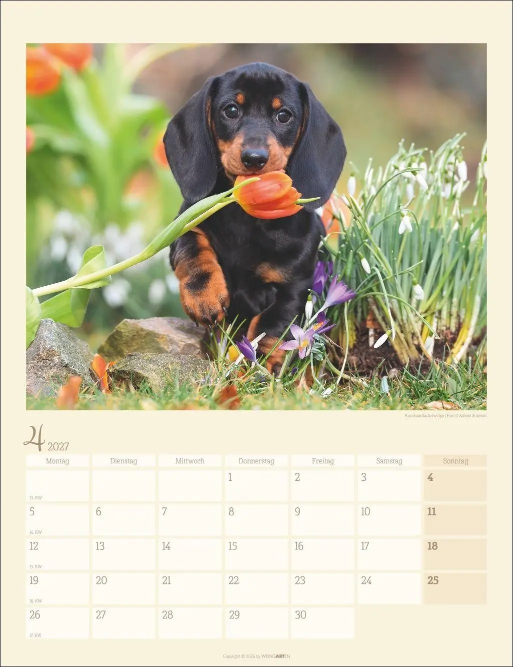 Bild: 9783839903780 | Dackel Kalender 2027 | Kalender | Tierkalender Weingarten | 14 S.