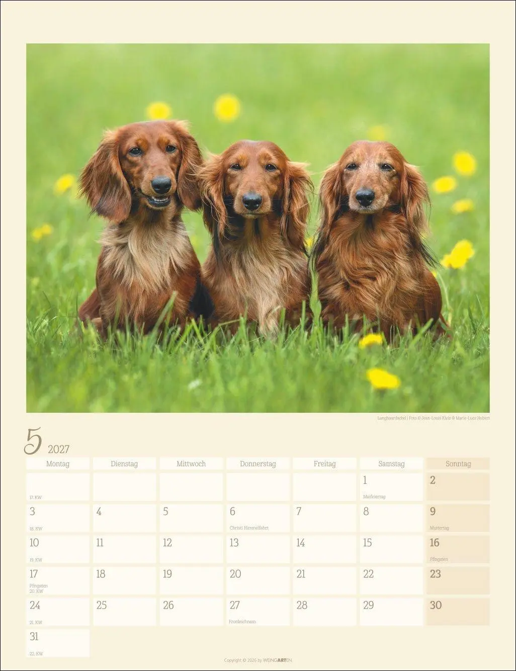 Bild: 9783839903780 | Dackel Kalender 2027 | Kalender | Tierkalender Weingarten | 14 S.