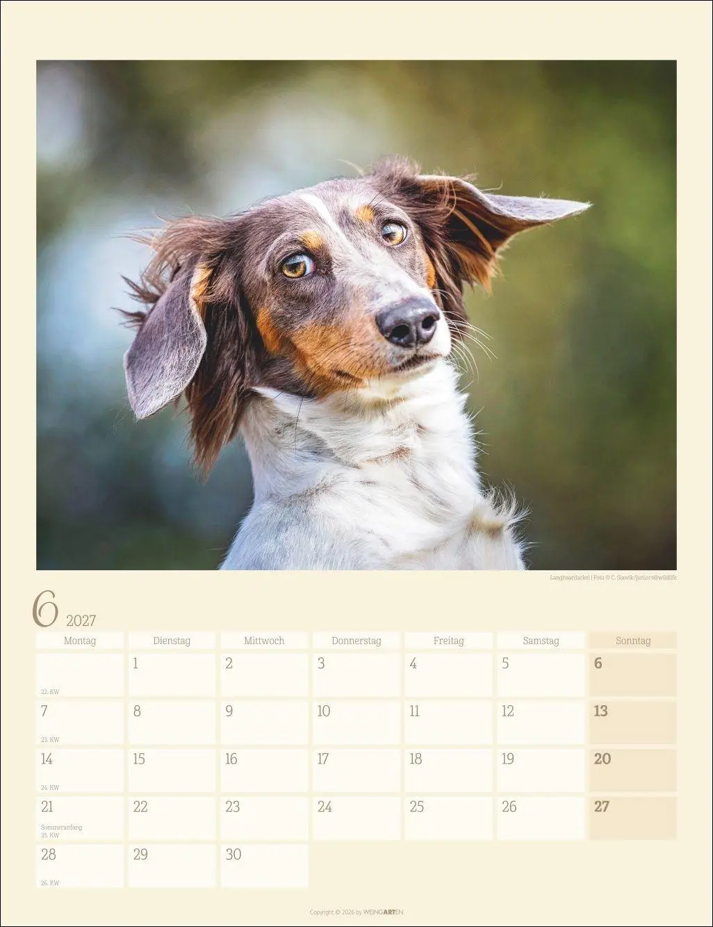 Bild: 9783839903780 | Dackel Kalender 2027 | Kalender | Tierkalender Weingarten | 14 S.