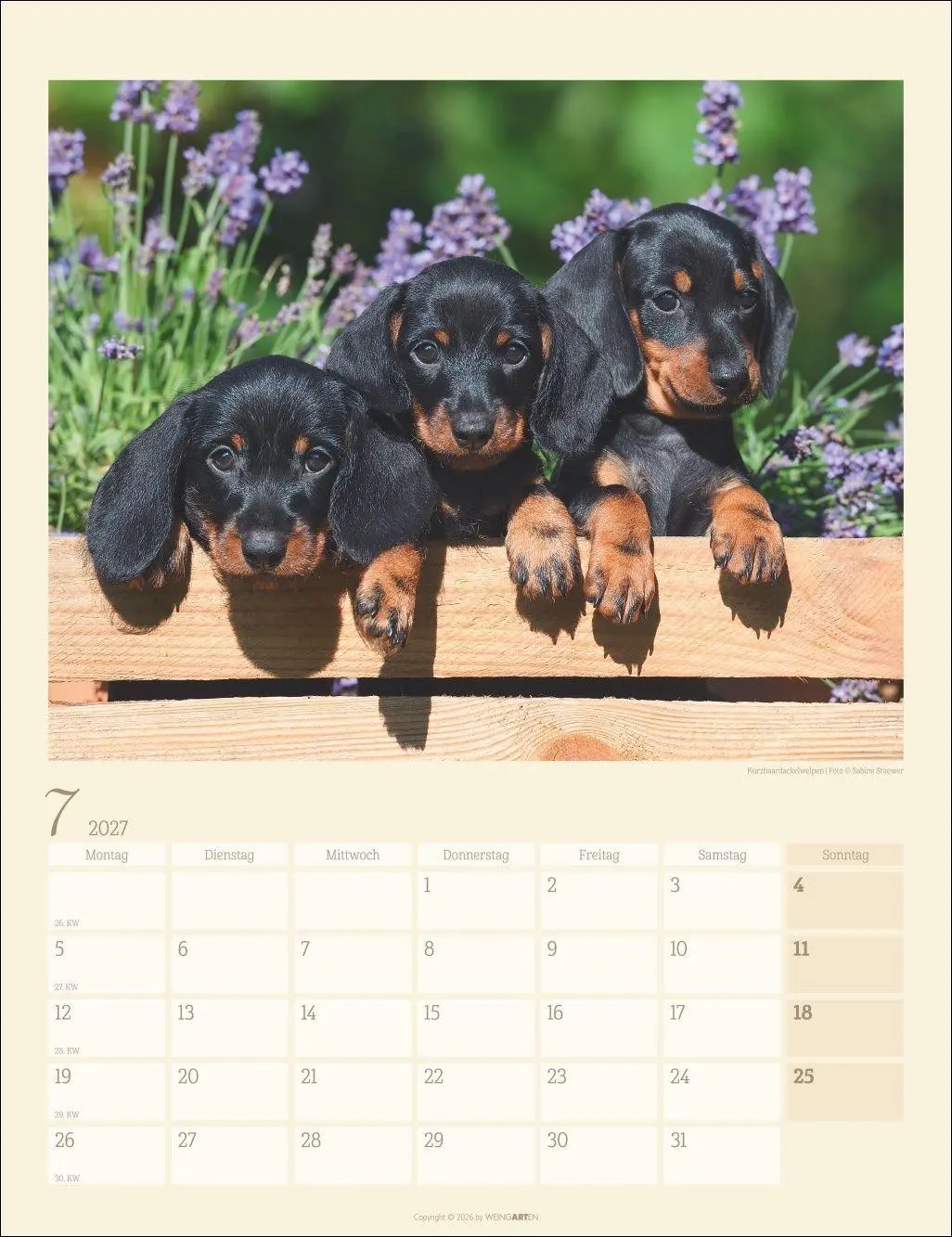 Bild: 9783839903780 | Dackel Kalender 2027 | Kalender | Tierkalender Weingarten | 14 S.
