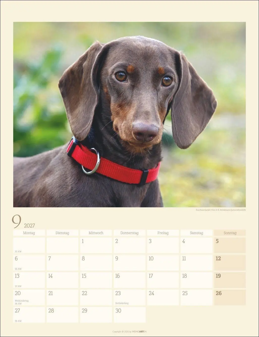 Bild: 9783839903780 | Dackel Kalender 2027 | Kalender | Tierkalender Weingarten | 14 S.