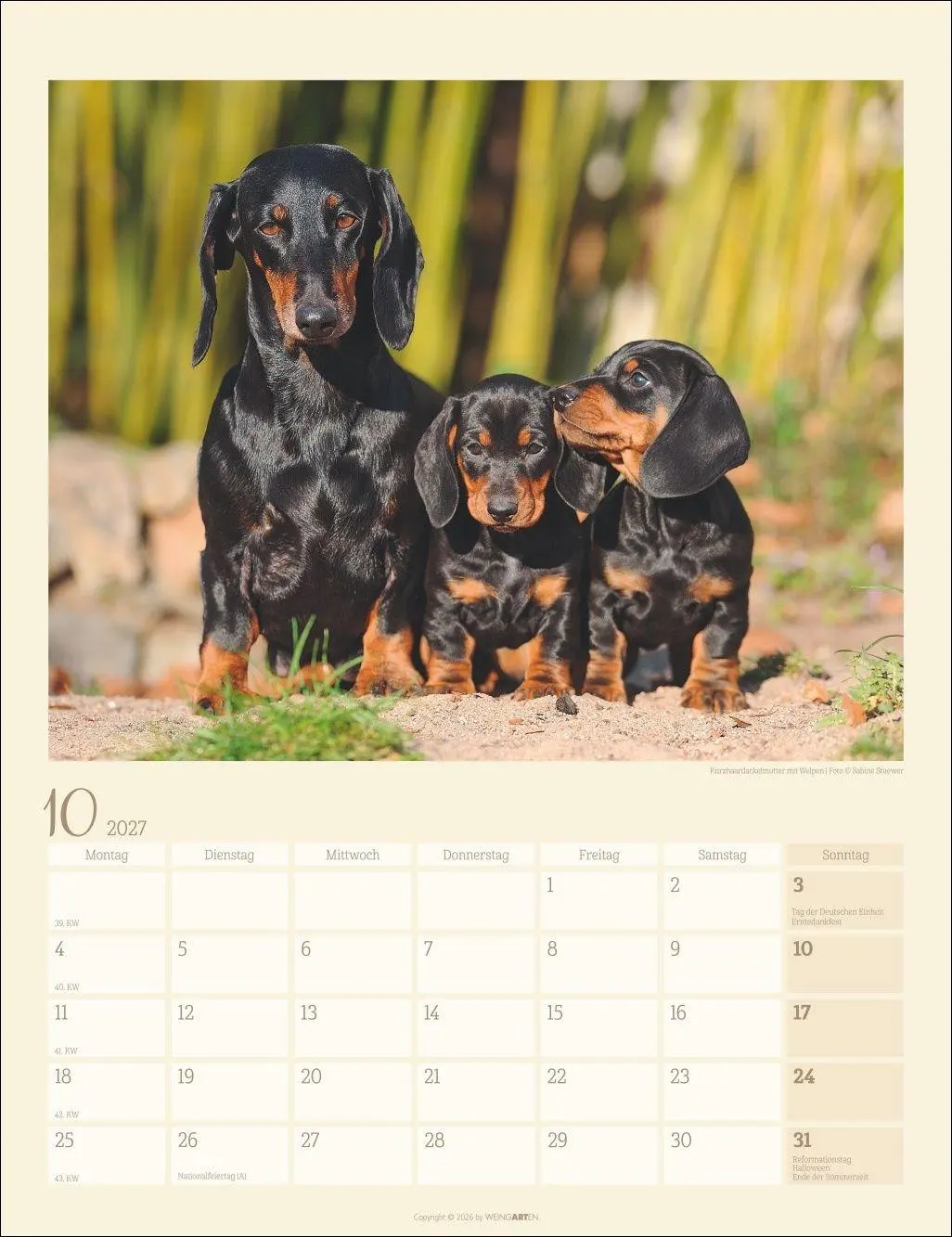Bild: 9783839903780 | Dackel Kalender 2027 | Kalender | Tierkalender Weingarten | 14 S.