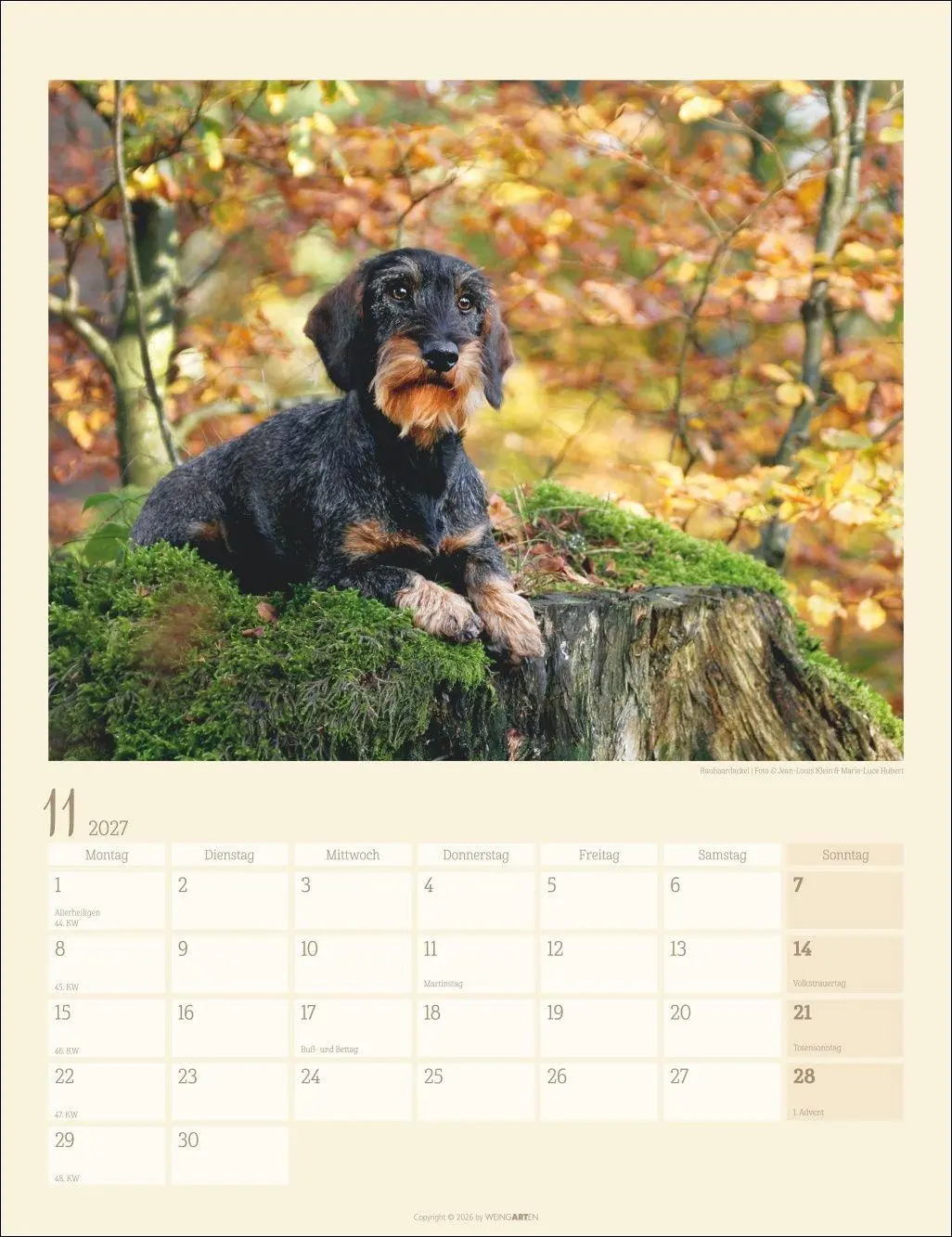 Bild: 9783839903780 | Dackel Kalender 2027 | Kalender | Tierkalender Weingarten | 14 S.