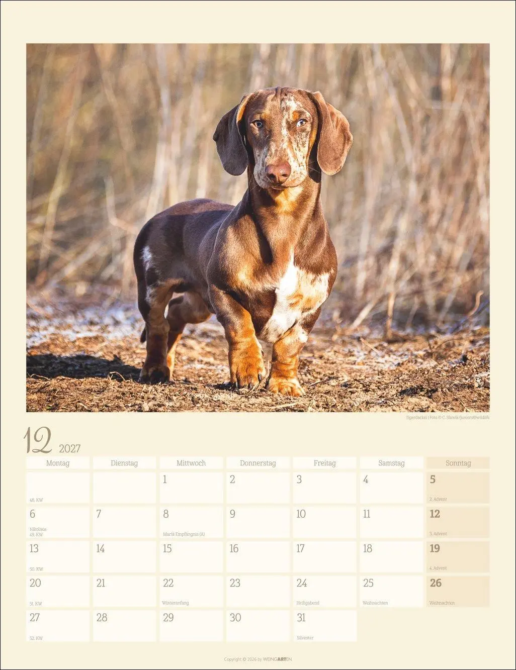 Bild: 9783839903780 | Dackel Kalender 2027 | Kalender | Tierkalender Weingarten | 14 S.