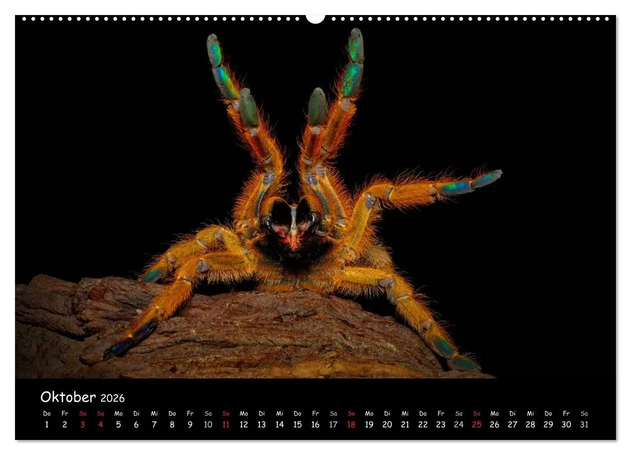 Bild: 9783457993880 | Mystische Vogelspinnen (Wandkalender 2026 DIN A2 quer), CALVENDO...