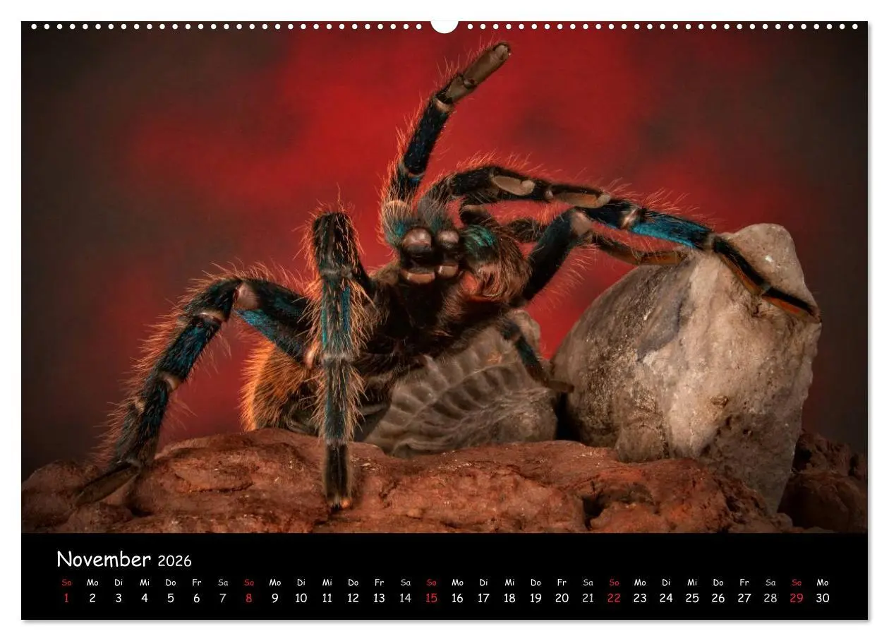 Bild: 9783457993880 | Mystische Vogelspinnen (Wandkalender 2026 DIN A2 quer), CALVENDO...