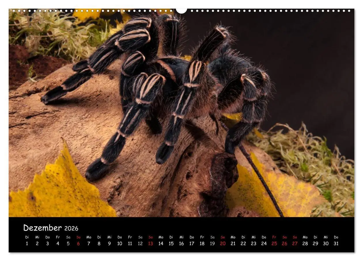 Bild: 9783457993880 | Mystische Vogelspinnen (Wandkalender 2026 DIN A2 quer), CALVENDO...