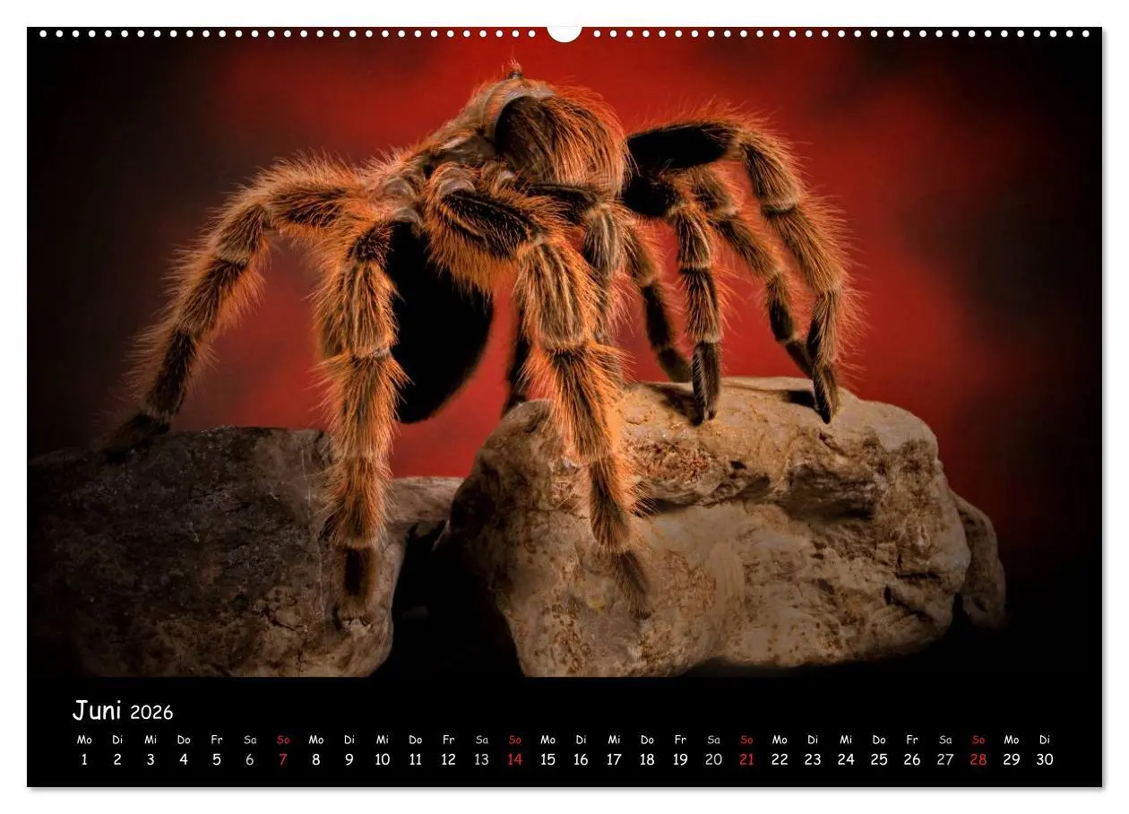 Bild: 9783457993880 | Mystische Vogelspinnen (Wandkalender 2026 DIN A2 quer), CALVENDO...