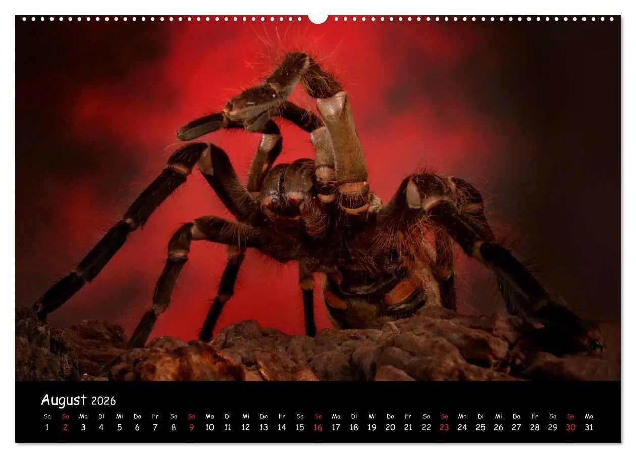 Bild: 9783457993880 | Mystische Vogelspinnen (Wandkalender 2026 DIN A2 quer), CALVENDO...