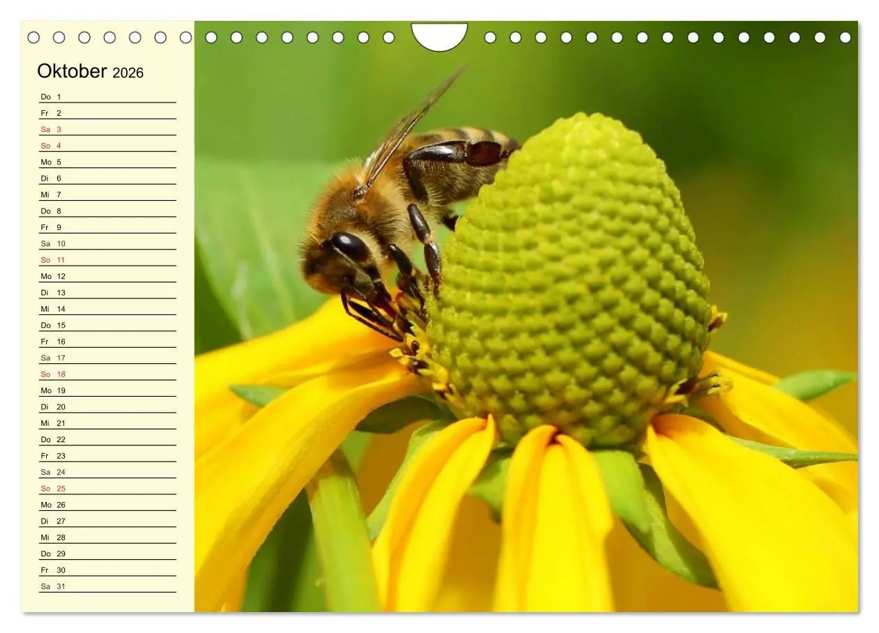 Bild: 9783457983980 | Fleißige Bienen. Von der Blüte bis zum Honig (Wandkalender 2026 DIN...