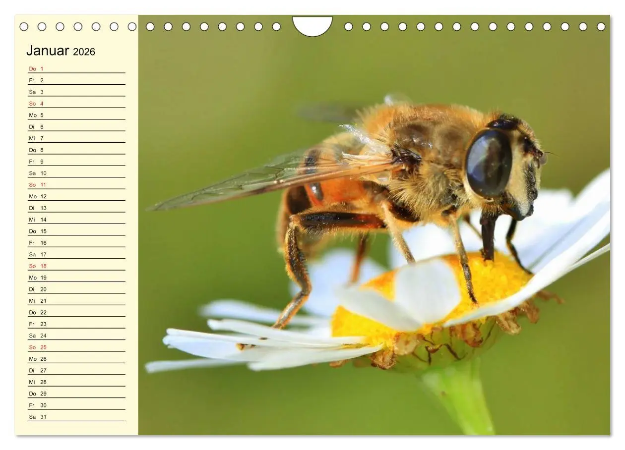Bild: 9783457983980 | Fleißige Bienen. Von der Blüte bis zum Honig (Wandkalender 2026 DIN...