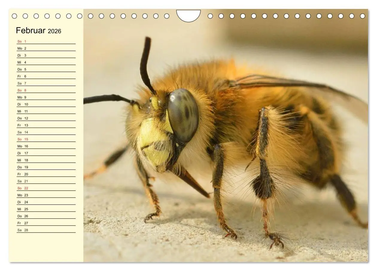 Bild: 9783457983980 | Fleißige Bienen. Von der Blüte bis zum Honig (Wandkalender 2026 DIN...