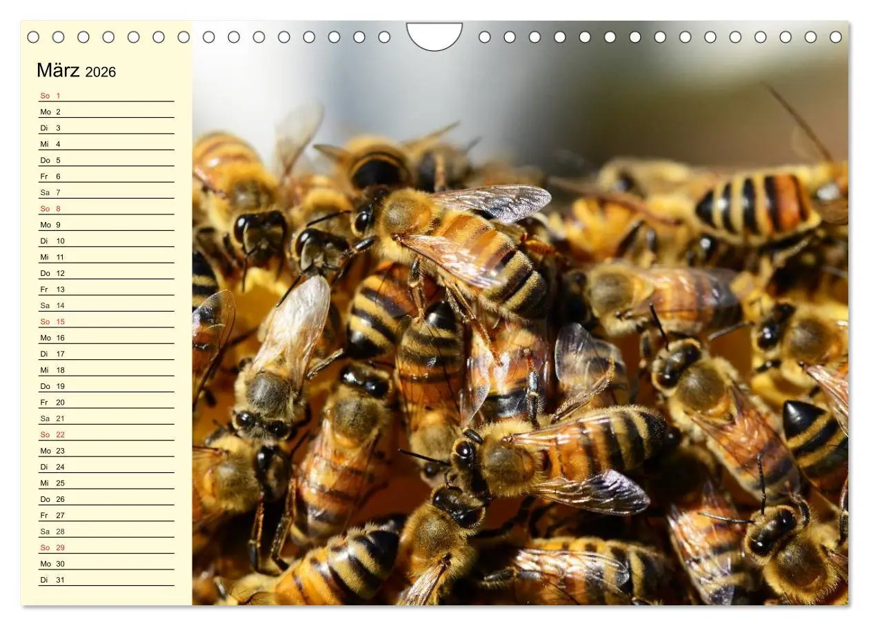 Bild: 9783457983980 | Fleißige Bienen. Von der Blüte bis zum Honig (Wandkalender 2026 DIN...