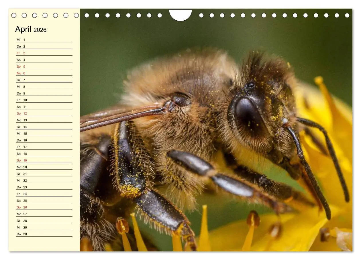 Bild: 9783457983980 | Fleißige Bienen. Von der Blüte bis zum Honig (Wandkalender 2026 DIN...