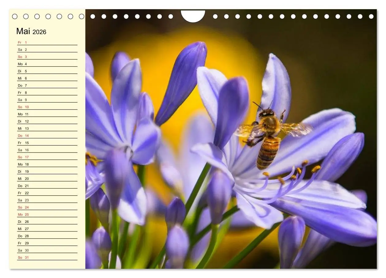 Bild: 9783457983980 | Fleißige Bienen. Von der Blüte bis zum Honig (Wandkalender 2026 DIN...
