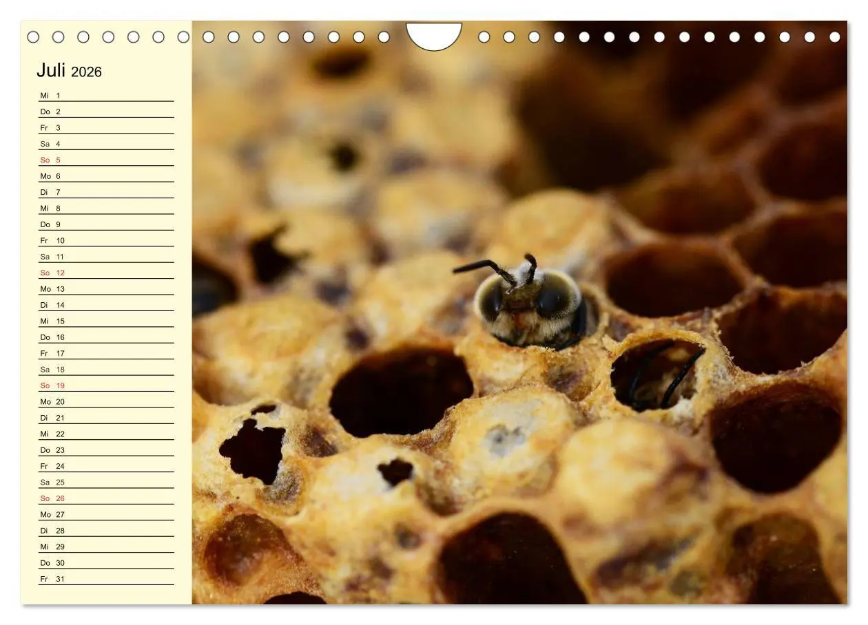 Bild: 9783457983980 | Fleißige Bienen. Von der Blüte bis zum Honig (Wandkalender 2026 DIN...