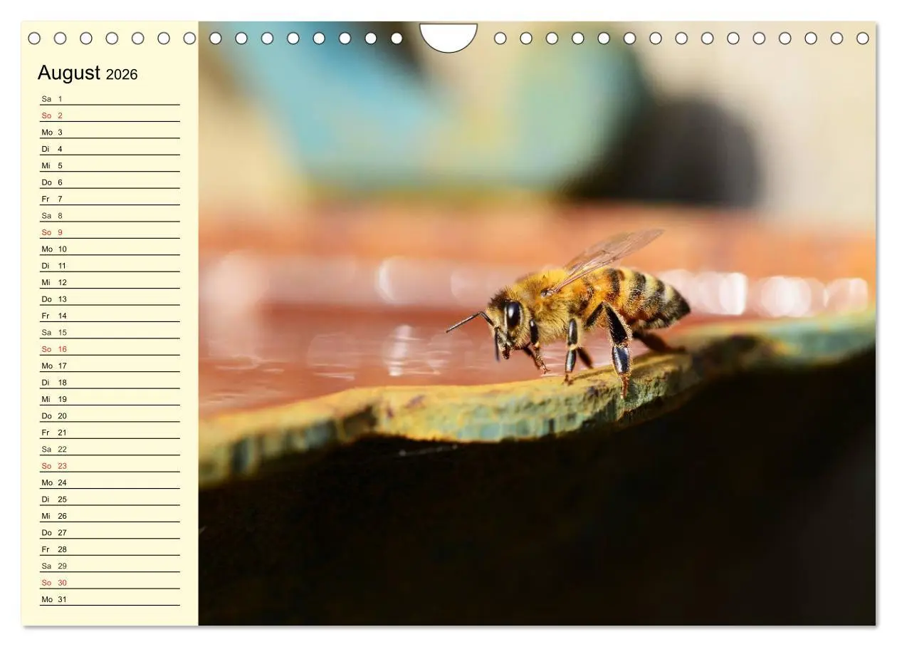 Bild: 9783457983980 | Fleißige Bienen. Von der Blüte bis zum Honig (Wandkalender 2026 DIN...