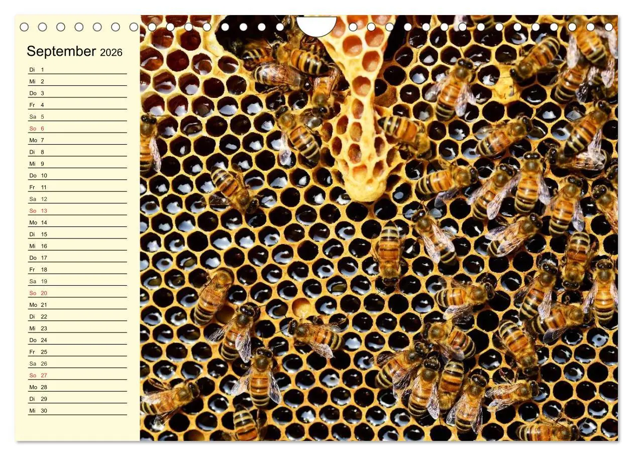Bild: 9783457983980 | Fleißige Bienen. Von der Blüte bis zum Honig (Wandkalender 2026 DIN...