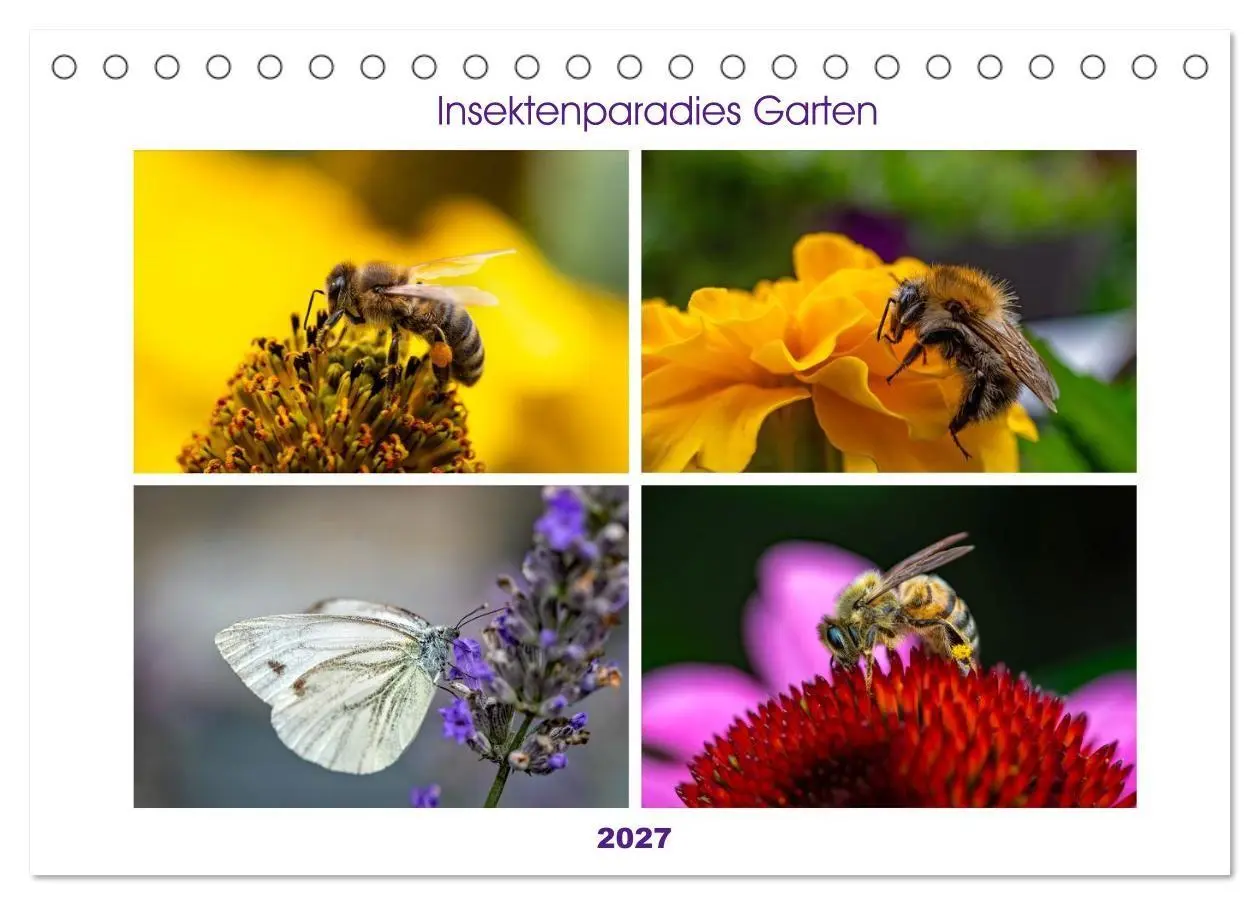 Cover: 9783594363980 | Insektenparadies Garten (Tischkalender 2027 DIN A5 quer), CALVENDO...