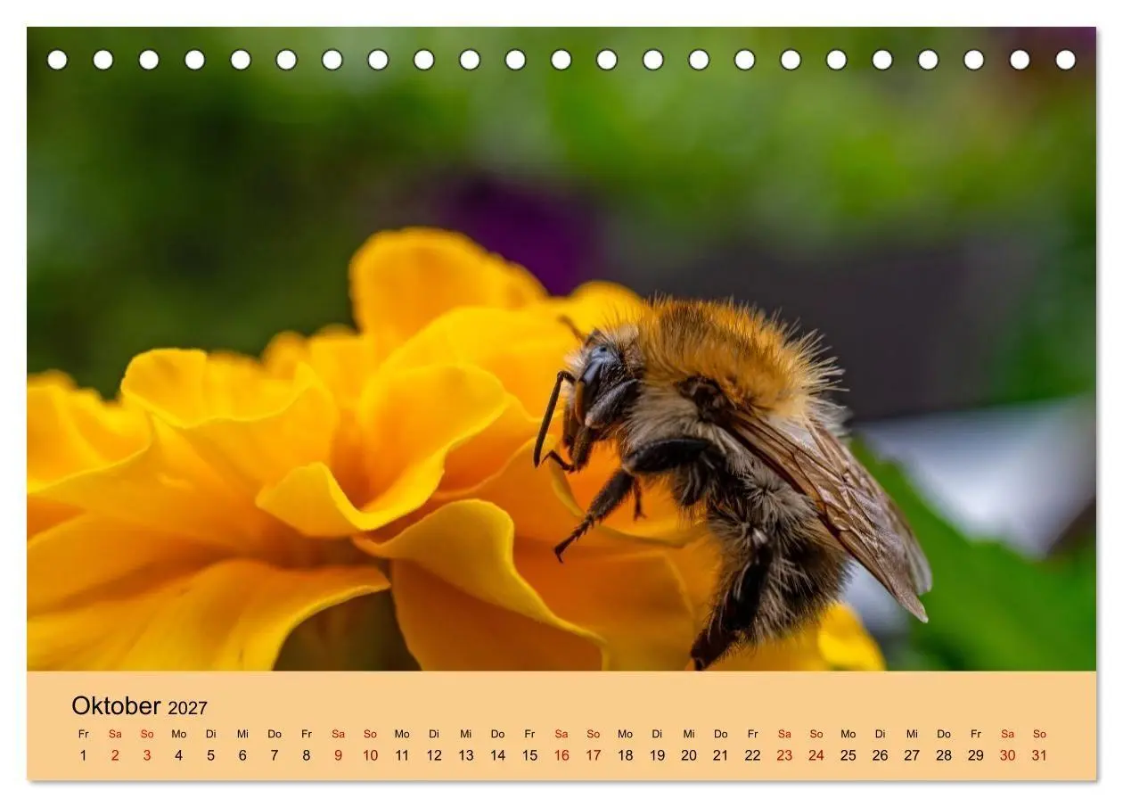 Bild: 9783594363980 | Insektenparadies Garten (Tischkalender 2027 DIN A5 quer), CALVENDO...