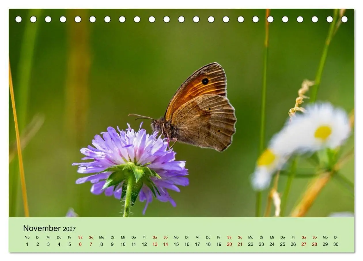 Bild: 9783594363980 | Insektenparadies Garten (Tischkalender 2027 DIN A5 quer), CALVENDO...